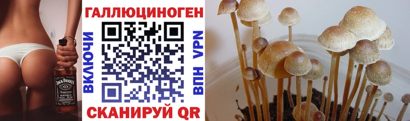 Галлюциногенные грибы GOLDEN TEACHER  купить наркотики цена  omg как зайти  Мантурово 